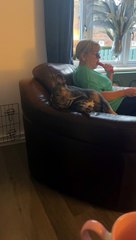 French Bulldog Startled Awake