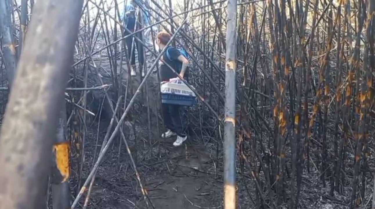 Rescatan varias especies de animales tras incendios en Bucaramanga