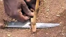 This is how the Hadzabe make fire in a traditional way. see