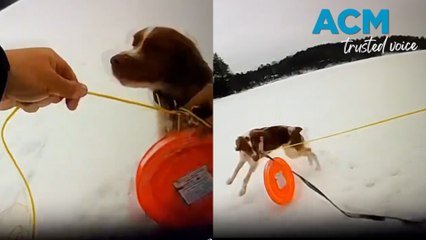 Ruby to the Rescue! Dog saves man trapped in frozen lake