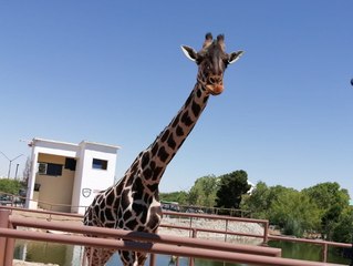 La jirafa Benito ya viaja a su nuevo hogar