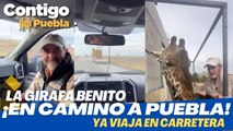 Así viaja la jirafa #Benito desde Ciudad Juárez hasta #Puebla