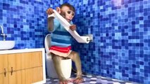 Monkey Baby Bon Bon oes to the toilet and plays with Ducklings in the swimming p