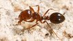 Fire ants discovered at Wardell, NSW
