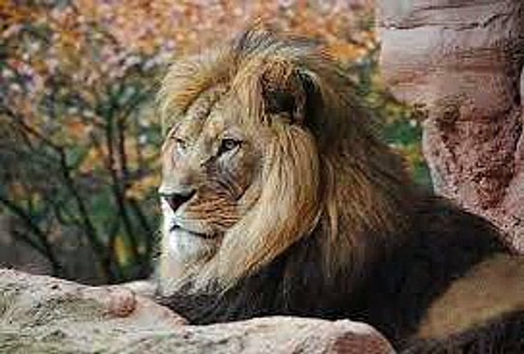 Informations sur le lion