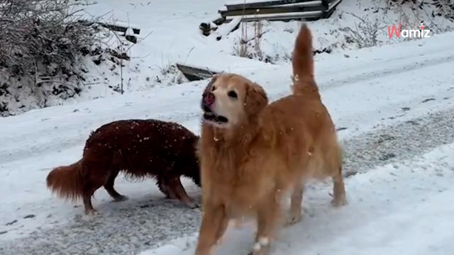 Derniers instants dans la neige : avant de mourir, ce Golden Retriever vit un moment de pur bonheur