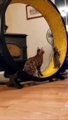 So Cute Cat Funny Video