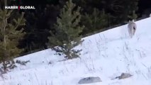 Yer Ardahan: 'Ormanın hayaleti' bu sefer karlar içerisinde 2 yavrusu ile yemek aradı
