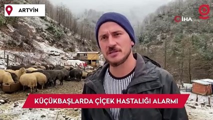 Artvin'de küçükbaş hayvanlarda çiçek hastalığı alarmı