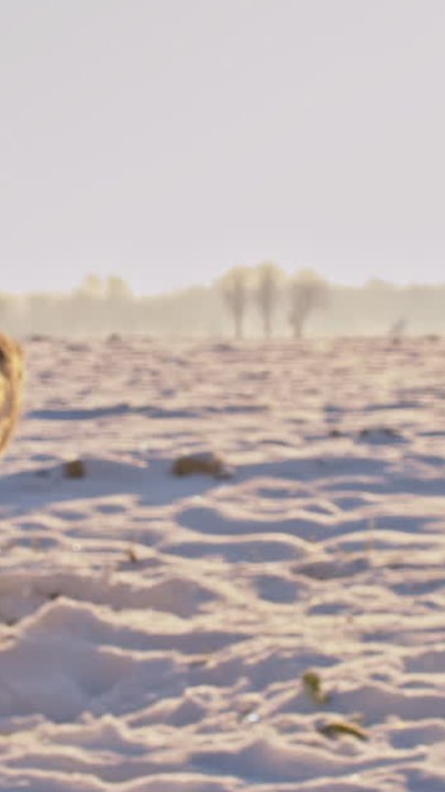 ECTLS - À quelle température un chien a-t-il froid ?