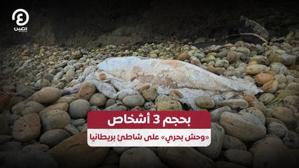 بحجم 3 أشخاص.. «وحش بحري» على شاطئ بريطانيا