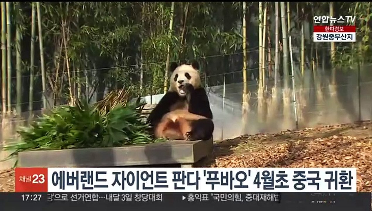 에버랜드 자이언트 판다 '푸바오' 4월 초 중국 귀환
