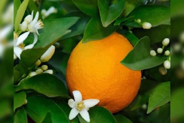 下载视频: Orange Blossom Tree/Beautiful orange flower#orange#orange blossom