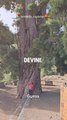 parc du teide, tenerife, Canaries, Espagne, arbre de 800 ans