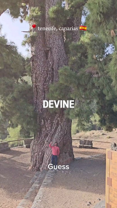 parc du teide, tenerife, Canaries, Espagne, arbre de 800 ans