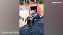 These Funny and Cute Horses Will Change Your Mood For Good