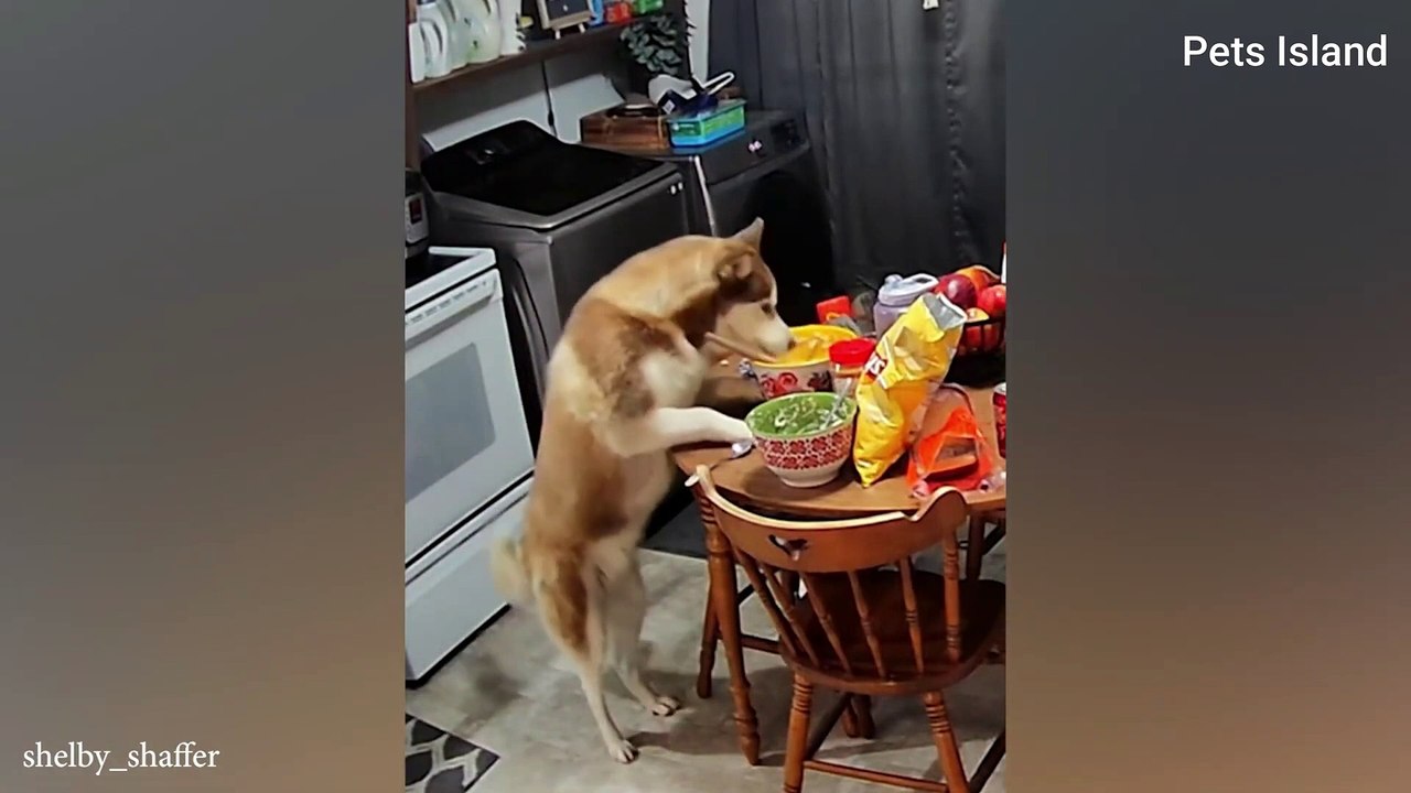 A dramatic Husky dog is the perfect way to start your day 