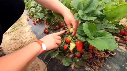 WATSON FARMS STRAWBERRY PICKING BOWMANVILLE ONTARIO