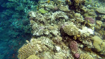 Under the waves