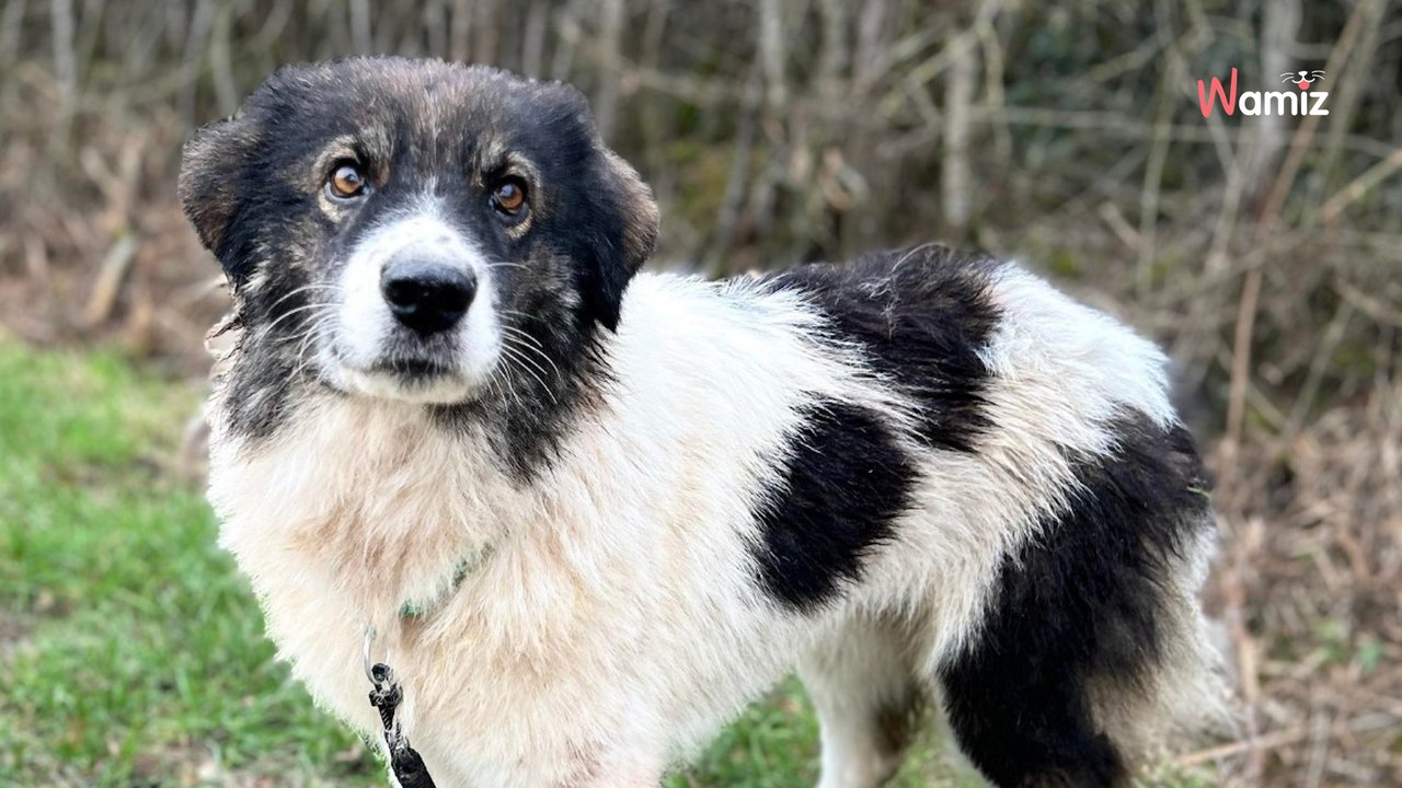 Sauvée d'une fourrière en Roumanie, cette chienne très calme aimerait découvrir la vie dans une vraie famille
