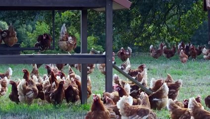 Granja Campomayor es la pyme del año en Lugo