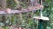 Rats filmed climbing and eating from Castleford bird feeder