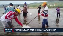 Tradisi Pindoko, Berburu Ikan Saat Air Surut