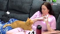 2 mois après son adoption, le chat prouve à tout le monde que ce qu'ils pensaient était faux (vidéo)