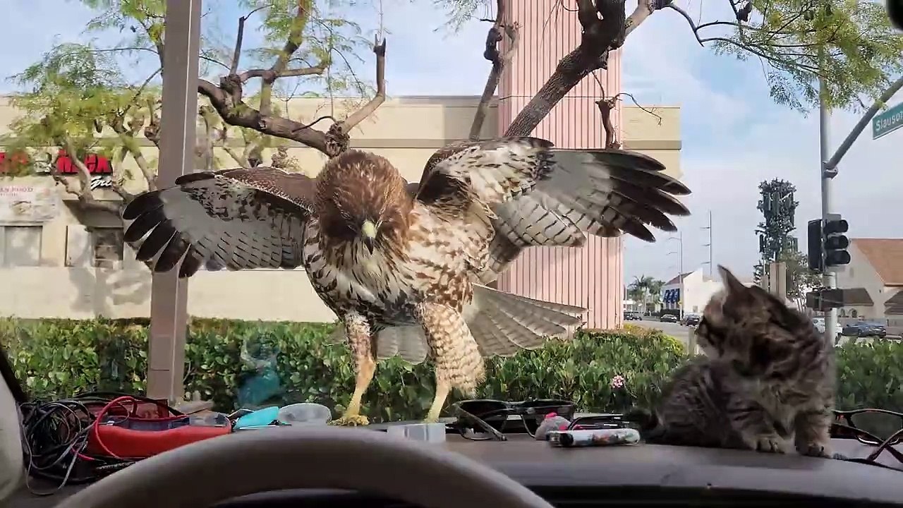 Hawk : why physics isn't working ?