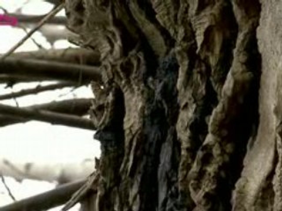 Kollektiv Turmstrasse