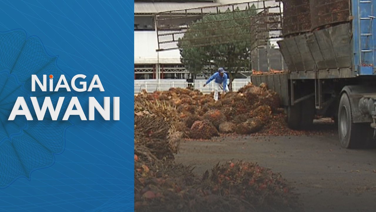 RM100 juta untuk pekebun kecil tanam semula sawit