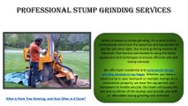 Quality Stump Grinding and Stump Removal in Las Vegas - Request a Free Estimate