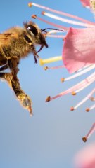 CAM - Le rôle crucial des insectes : pourquoi nous devons les protéger