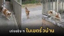 บางแก้วพันธุ์ดุ อยู่ในบ้านโชว์ดุขู่คำราม แต่พอเปิดประตูให้พร้อมบวกกลับ....