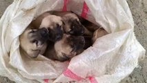 15 yavru köpeği çuvallara koyup bağladılar