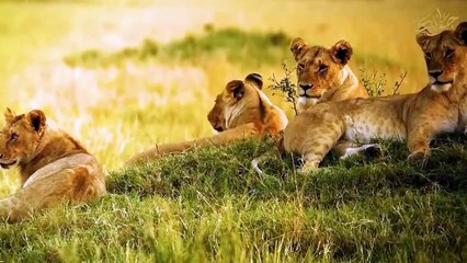 The legendary leader Makolo, leader of the Mapogo Alliance, and the killer of Africa's fiercest lions