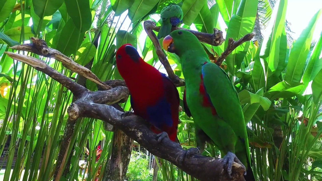 i ma parrot