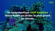 Un époustouflant récif corallien d'eau froide se révèle le plus grand au monde