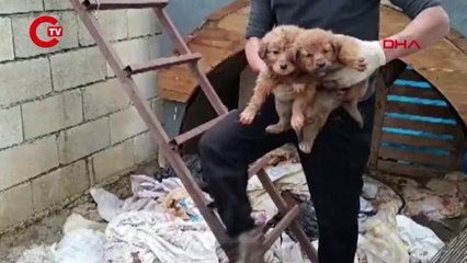 15 yavru köpek ağzı bağlanan çuvallara koyulup terk edildi