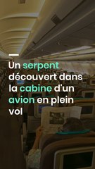 Un serpent découvert dans la cabine d'un avion en plein vol