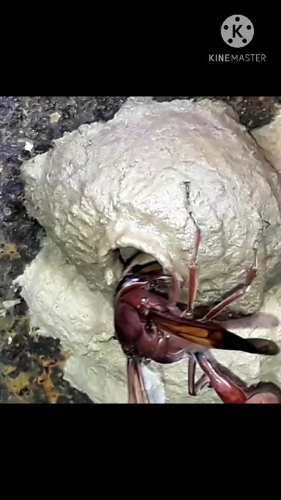 Potter wasp make a pot and collect the caterpillars | wasp