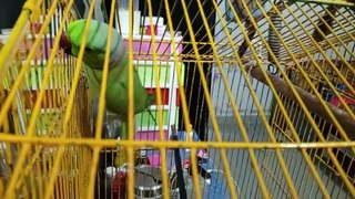 Green Ring Neck Parrot Sound