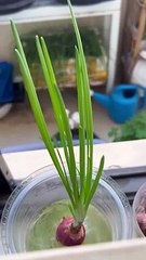 My red garlic can grow only in water