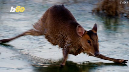 Adorable ‘Bambi’ Caught Recreating Scene From Iconic Movie