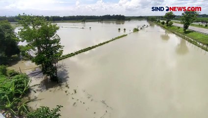 Download Video: Petani Merugi, Ratusan Hektare Sawah Terendam Banjir di Jombang