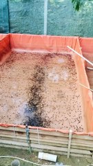 Puasa kan minimal 6 jam sebelum melakukan pergantian air kolam