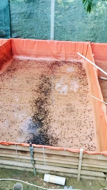 Puasa kan minimal 6 jam sebelum melakukan pergantian air kolam