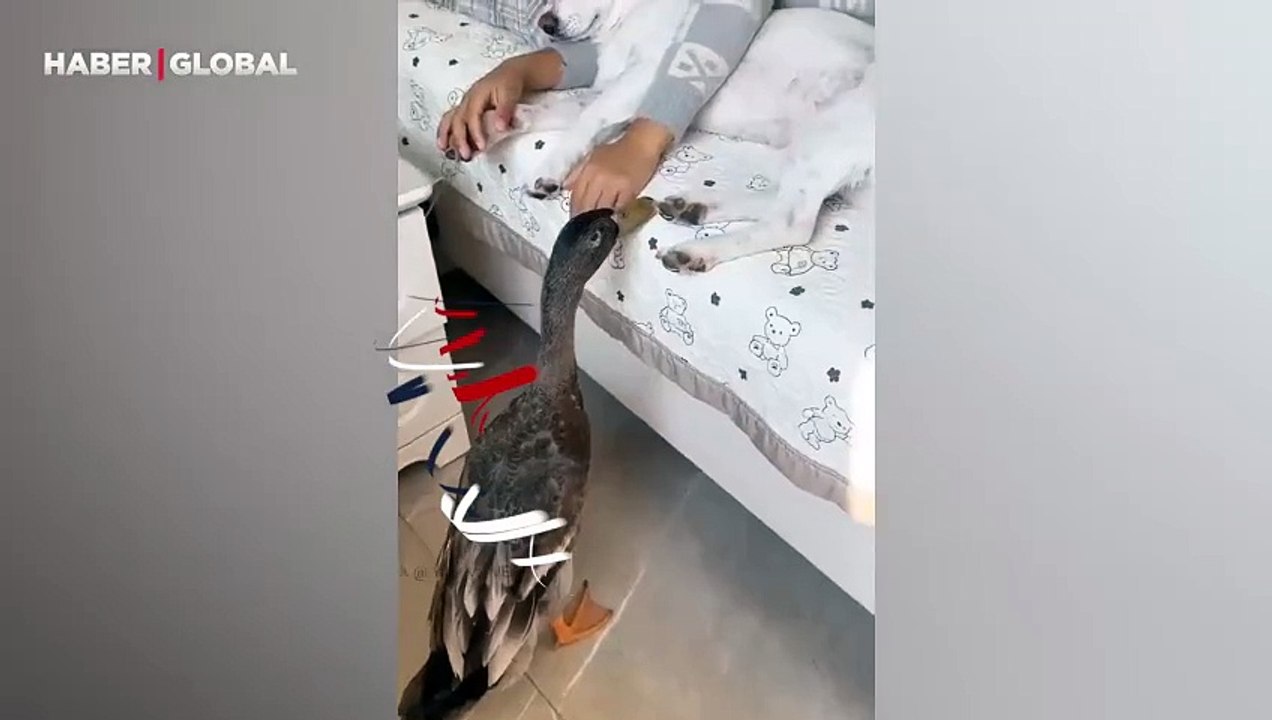 Sahipleri ile mışıl mışıl uyuyan kediler gülümsetti