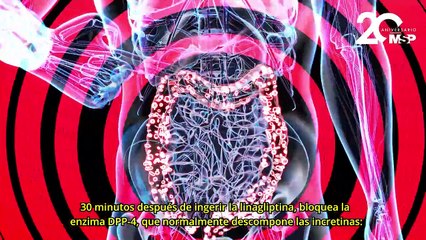 ¿Cómo funciona la linagliptina en pacientes diabéticos?