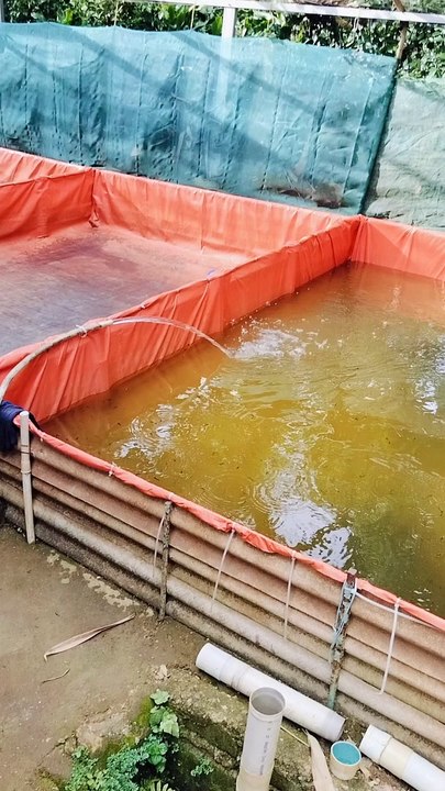 Proses penambahan air kolam, seiring pertumbuhan ikan lele, perluas ruang geraknya